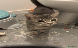 Mixed Breed cats for sale: Smoke is looking for a new home  - Image 3