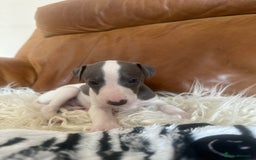 Mixed Breed dogs for sale: Adorable whippet x Italian greyhound pups !!! - Image 6