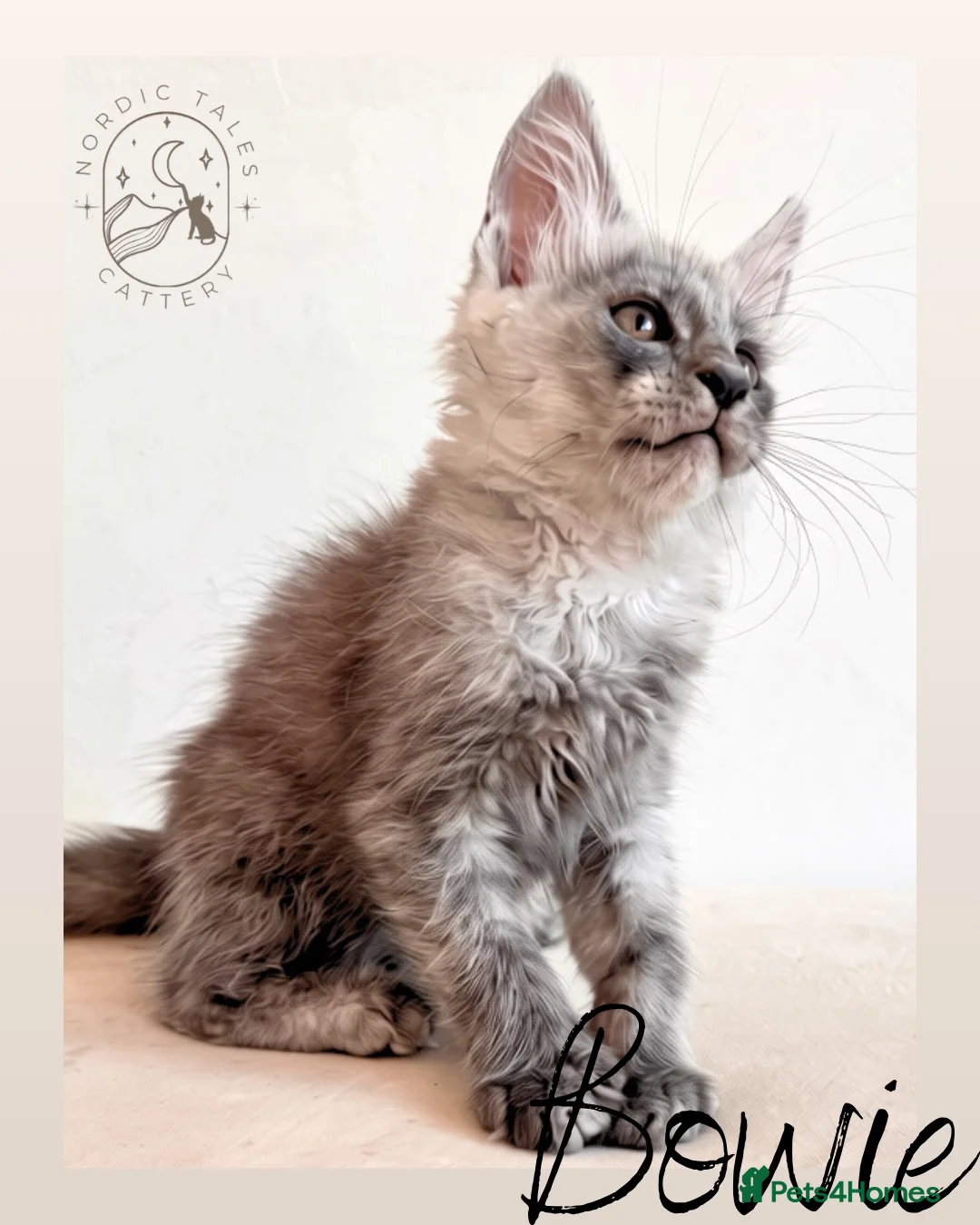 Maine Coon cats for sale: High Smoke, Smoke and Solid Pedigree Maine Coon’s - Advert 2