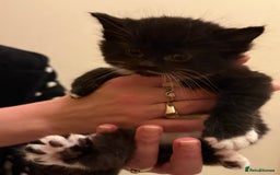Mixed Breed cats for sale: 4 lovely kittens for sale - Image 3