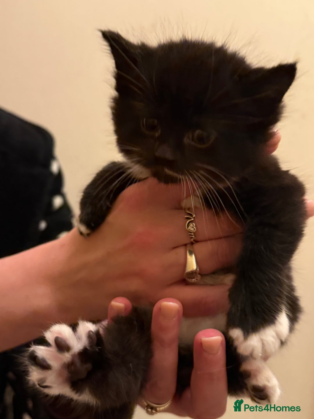 Mixed Breed cats for sale: 4 lovely kittens for sale - Image 3