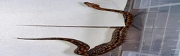 Boa Snake reptiles for sale: Madagascar ground boas babies in Camberley - Advert 2
