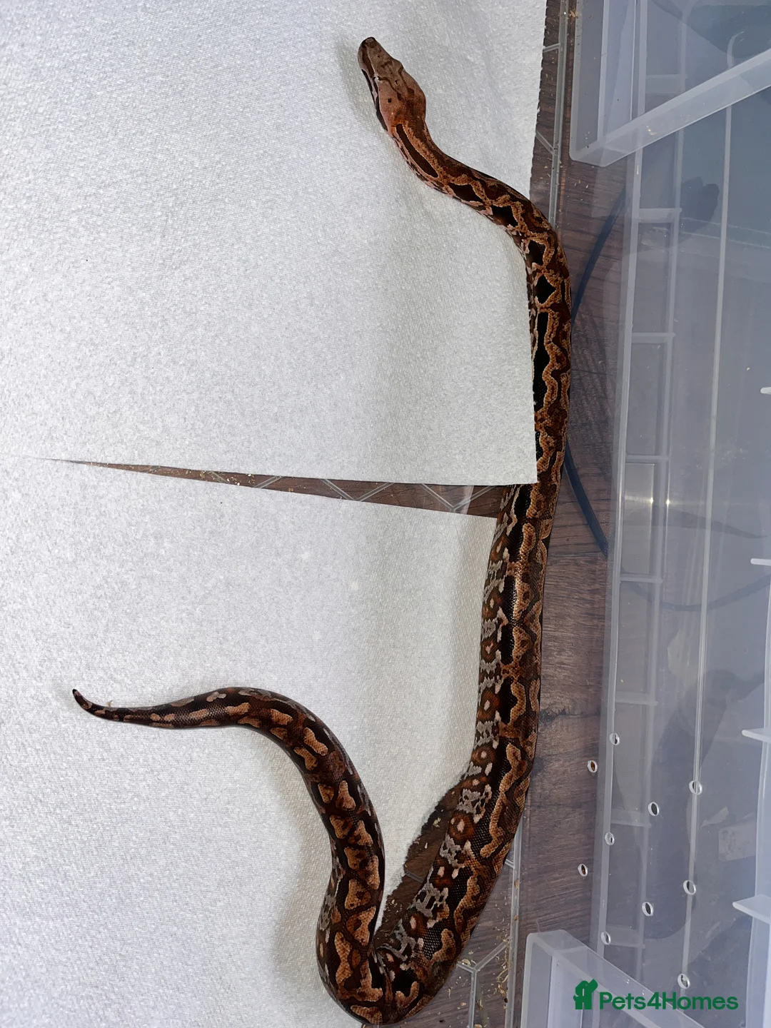 Boa Snake reptiles for sale: Madagascar ground boas babies in Camberley - Advert 2