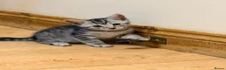Mixed Breed cats for sale: Beautiful Kittens  - Advert 9
