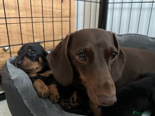 Miniature Dachshund dogs - Advert 17
