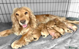 Cocker Spaniel dogs for sale: Cocker spaniel puppies - Image 8
