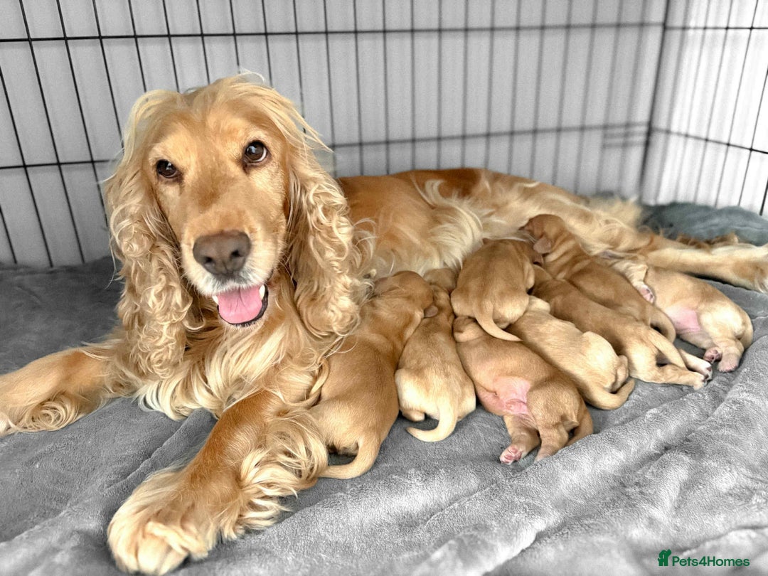 Cocker Spaniel dogs for sale: Cocker spaniel puppies - Image 8