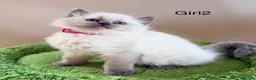 Ragdoll cats for sale: Stunning Champion bloodline TICA Ragdoll kittens - Advert 23