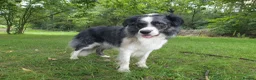 Border Collie dogs for stud: *proven* health tested working merle border collie - Advert 18