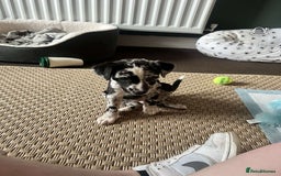 Mixed Breed dogs for sale: Whippet x collie boy - Image 3