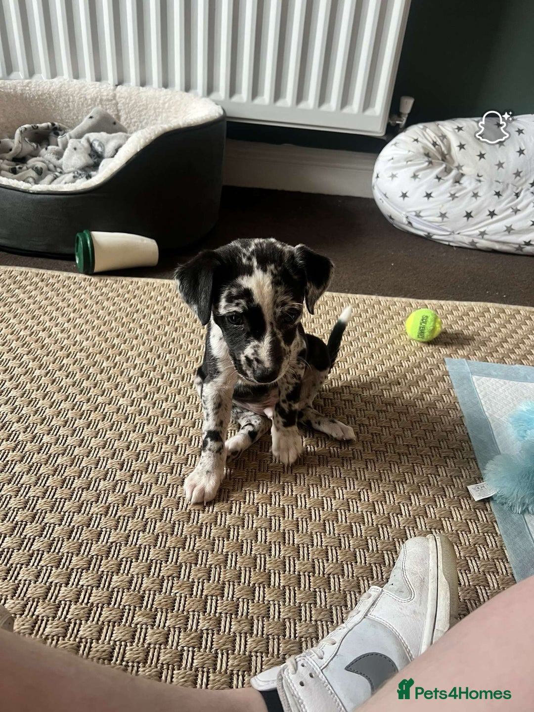 Mixed Breed dogs for sale: Whippet x collie boy - Image 3