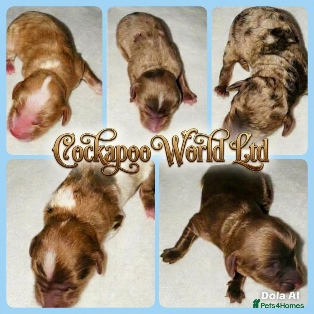 Cockapoo dogs ❤️ DNA CLEAR, Rare Merle Cockapoo, Ready 5th JULY - Advert 16
