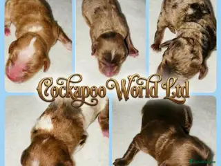 Cockapoo dogs ❤️ DNA CLEAR, Rare Merle Cockapoo, Ready 5th JULY - Advert 16
