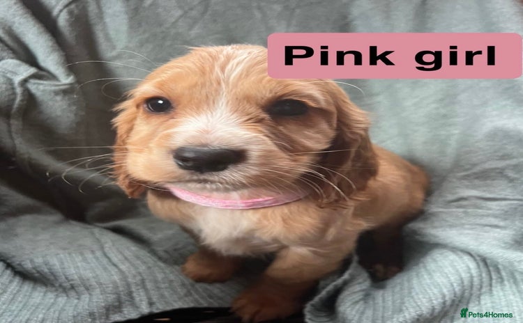 Cocker Spaniel dogs - Advert 10