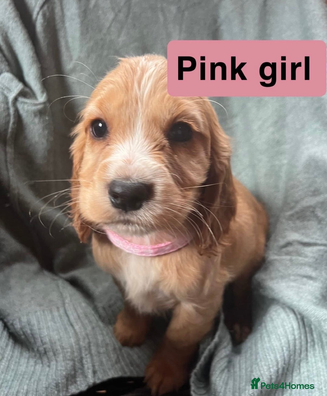 Cocker Spaniel dogs for sale: Cocker spaniel - Image 1