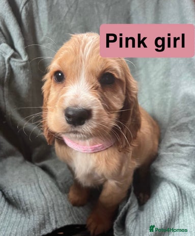 Cocker Spaniel dogs - Advert 4