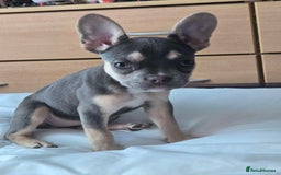 French Bulldog dogs for sale: Female 6 months old French bulldog - Image 6