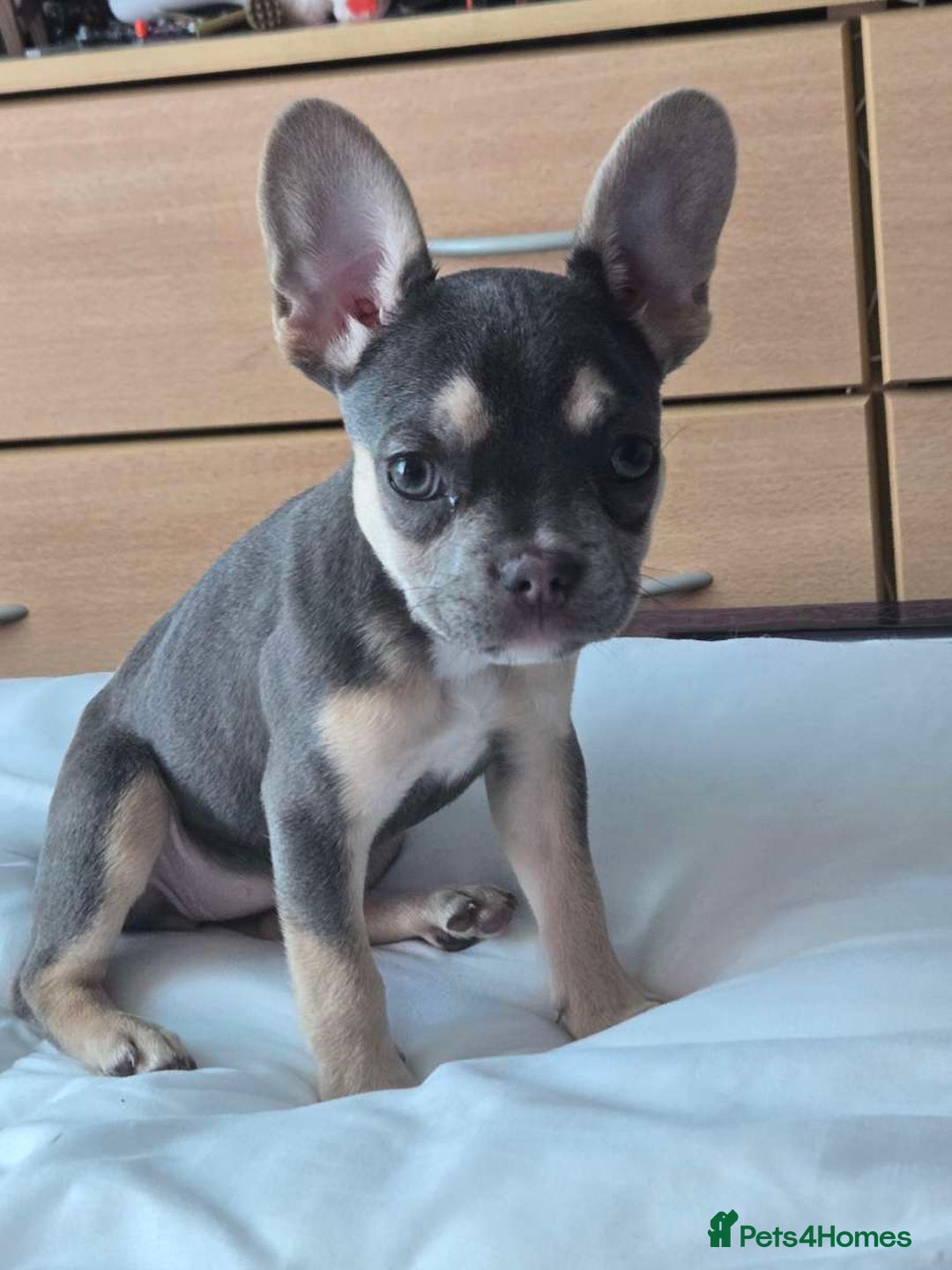 French Bulldog dogs for sale: Female 6 months old French bulldog - Image 6