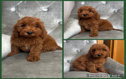 Cockapoo dogs for sale: Ready now F1B Cockapoos  - Advert 5