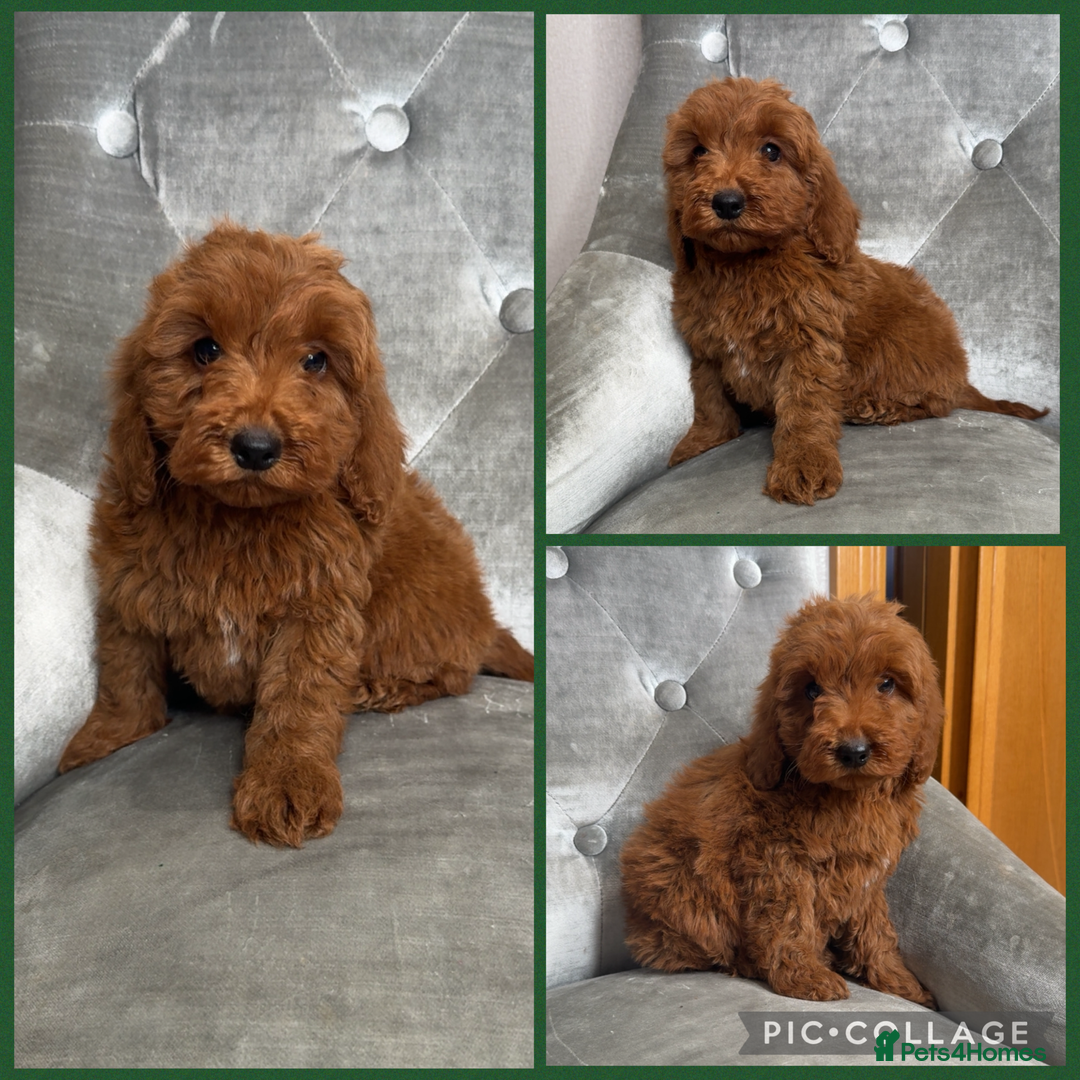 Cockapoo dogs for sale: Ready now F1B Cockapoos  - Advert 5