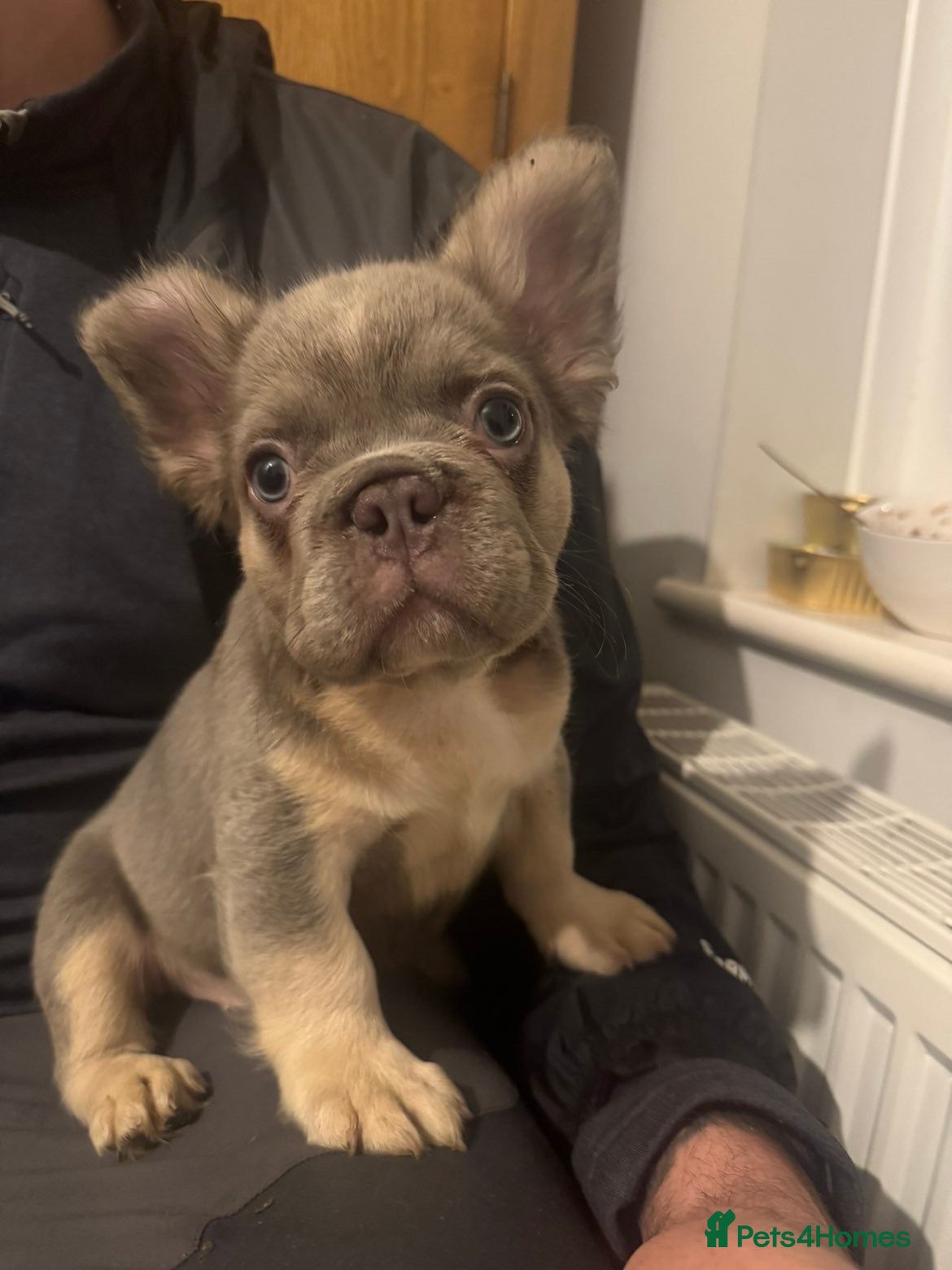 French Bulldog dogs Lilac and tan fluffy French bulldogs  - Advert 1