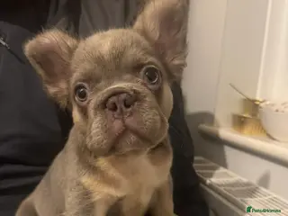 French Bulldog dogs Lilac and tan fluffy French bulldogs - Advert 1