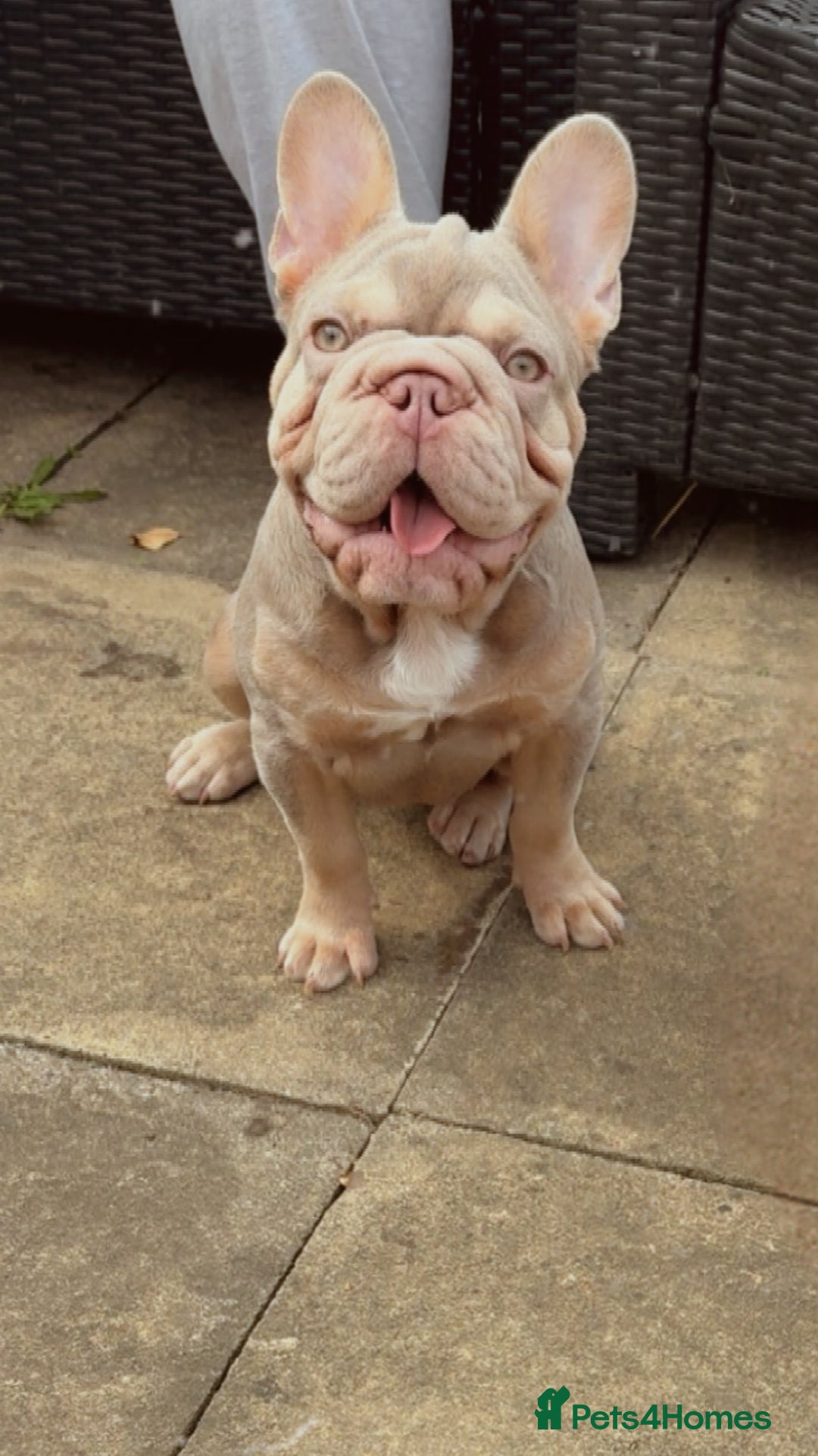 French Bulldog dogs for sale: French bulldog male - Image 2