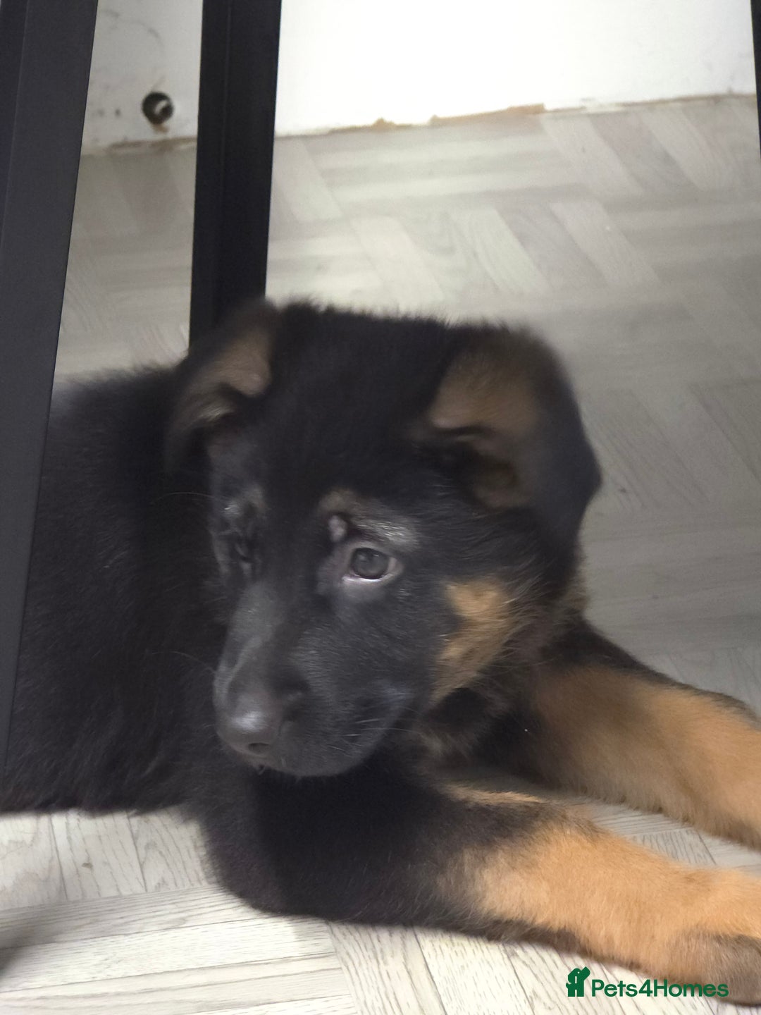 German Shepherd dogs for sale: Chunky German shepherd puppies for sale  - Advert 26