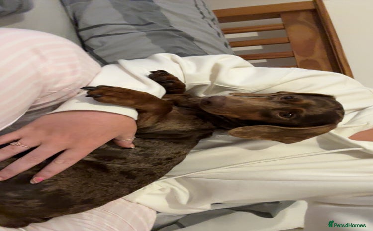 Dachshund dogs - Advert 6