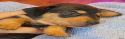 Miniature Dachshund dogs for sale: Miniature Dachshunds unusual colour ready 2nd Sept - Advert 21