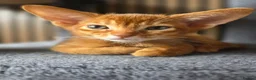 Abyssinian cats for sale: Beautiful Abyssinian Kitten  - Advert 25