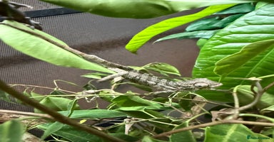 Chameleon reptiles - Advert 5