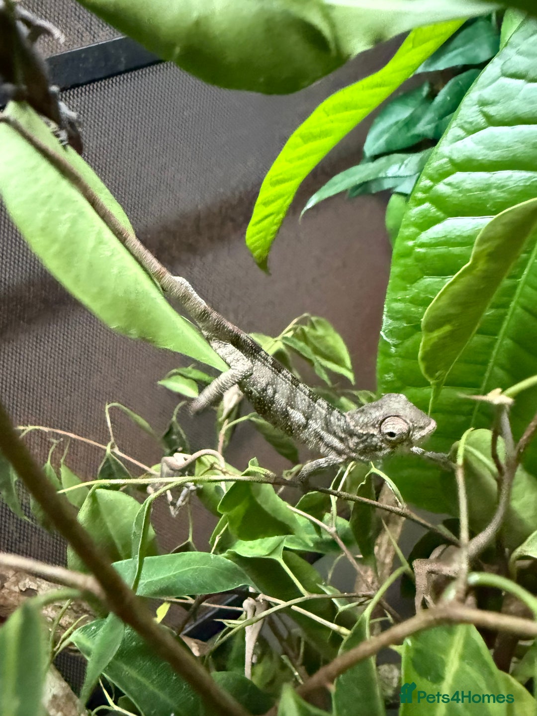 Chameleon reptiles for sale: Stuning bluebar ambilobe chameleons male female - Image 2