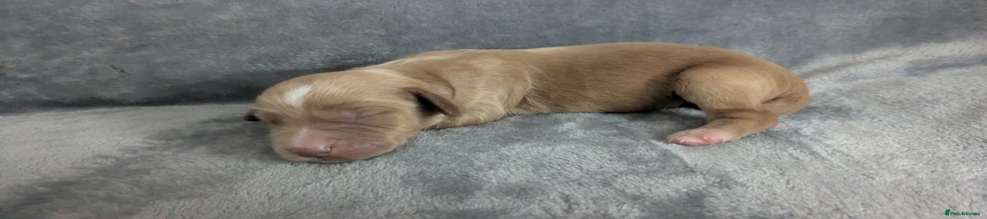 Cocker Spaniel Puppy 1
