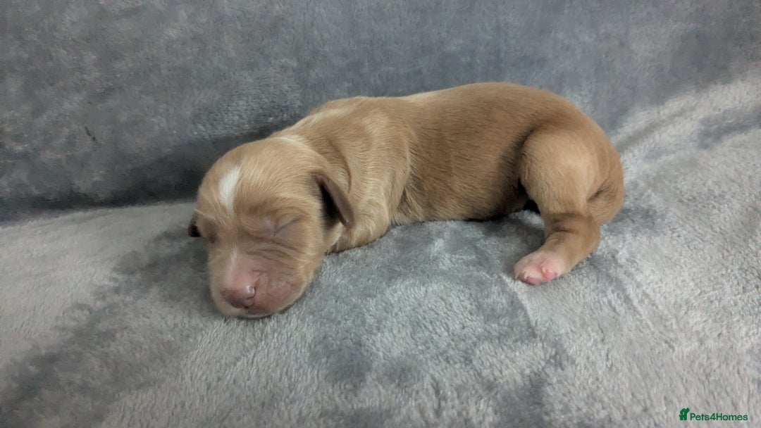 Cocker Spaniel dogs for sale: Adorable Working-Type Cocker Spaniel Puppies  - Image 6