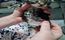 Maine Coon cats for sale: 3/4 main coon  - Image 6