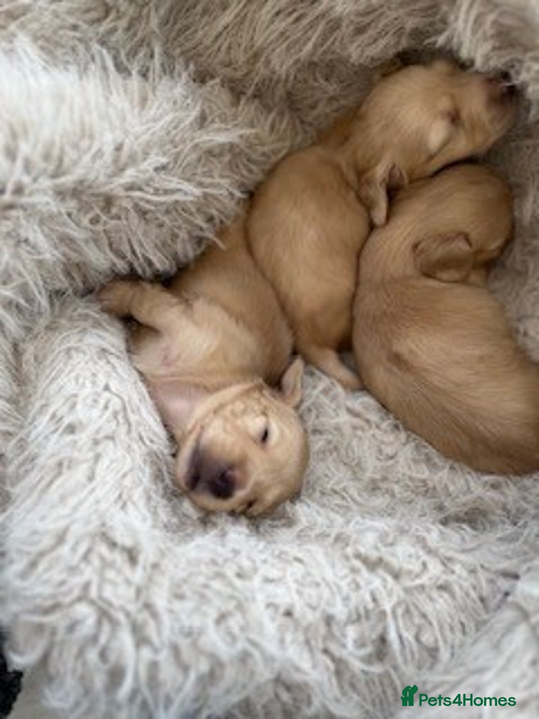 Miniature Dachshund dogs for sale: Litter of Rare English Cream Dachshunds - Advert 4