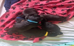 Rottweiler dogs for sale: Rottweiler puppies  - Image 2