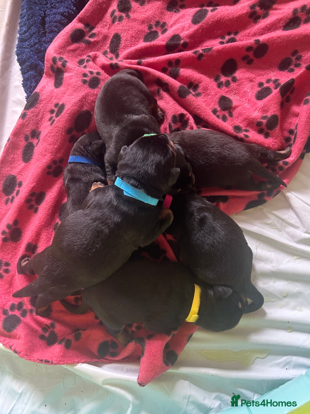 Rottweiler dogs for sale: Rottweiler puppies  - Image 2