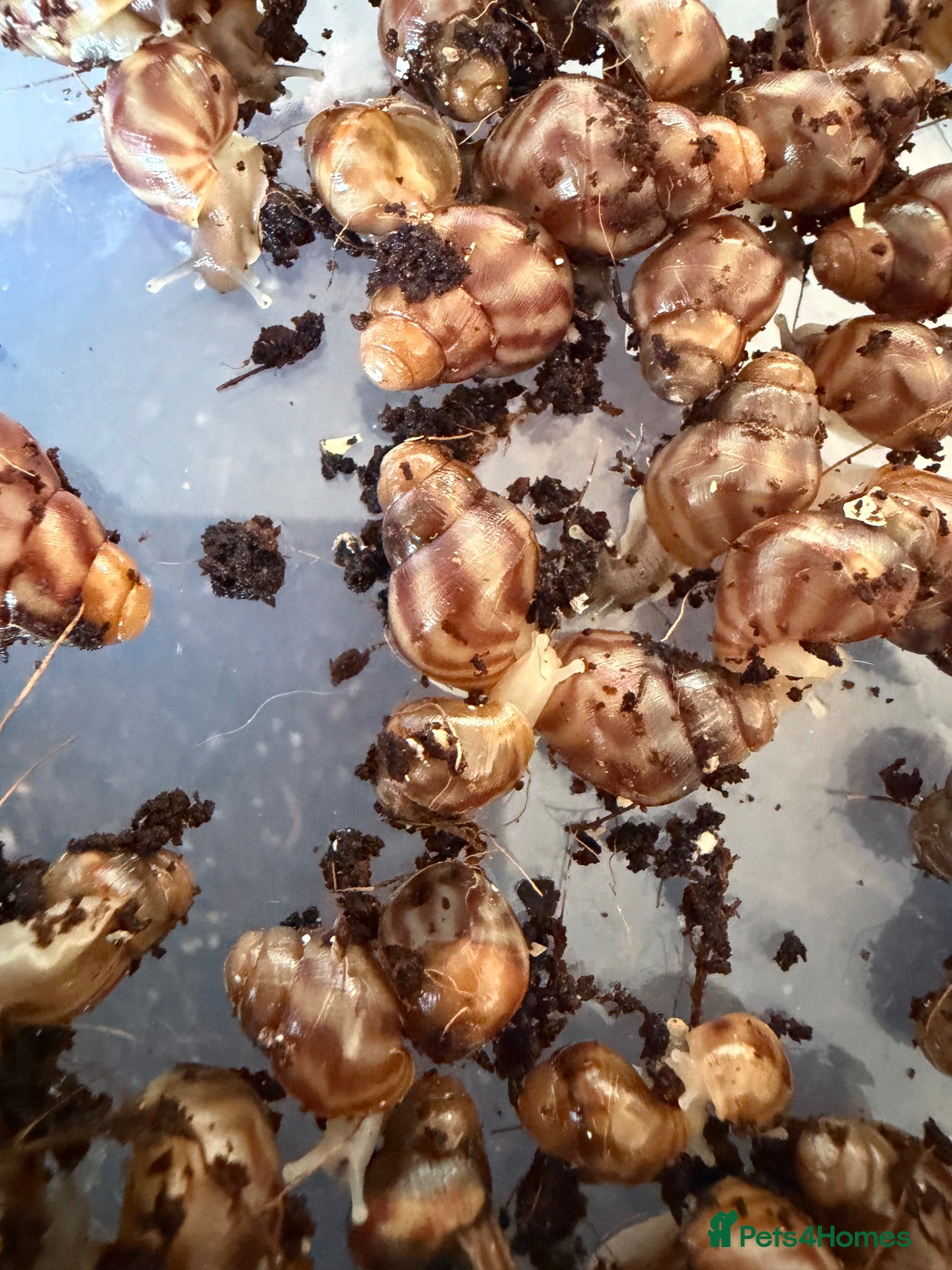 Snails invertebrates Giant African Land Snails  - Advert 1