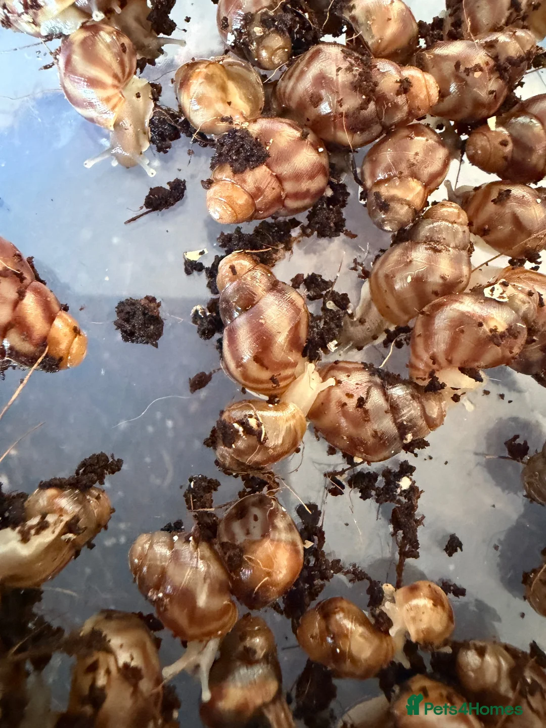 Snails invertebrates for sale: Giant African Land Snails  in Aylesbury - Advert 1