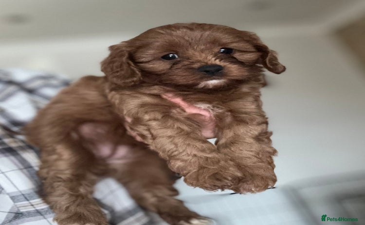 Cavapoo dogs - Advert 14