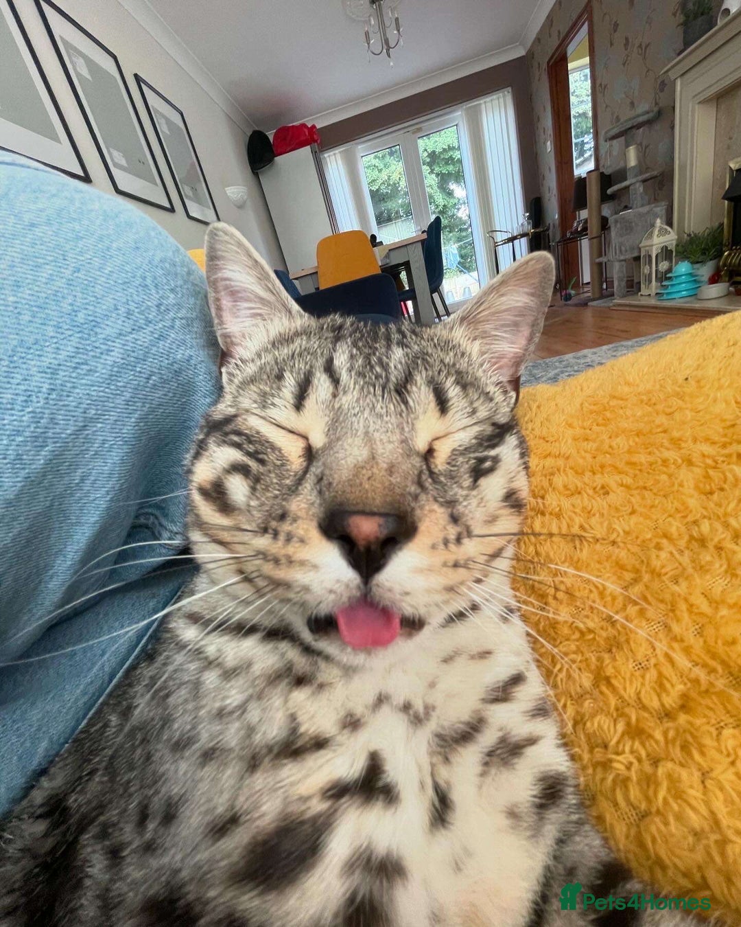 Bengal cats for sale: Neo the Bengal - Advert 10