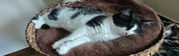 Mixed Breed cats for sale: kittens - mid-long hair black and white and ginger in Airdrie - Advert 6