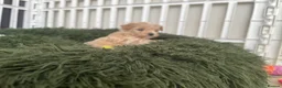 Maltipoo dogs for sale: BEAUTIFUL MALTIPOO F-1 BOY - Advert 2