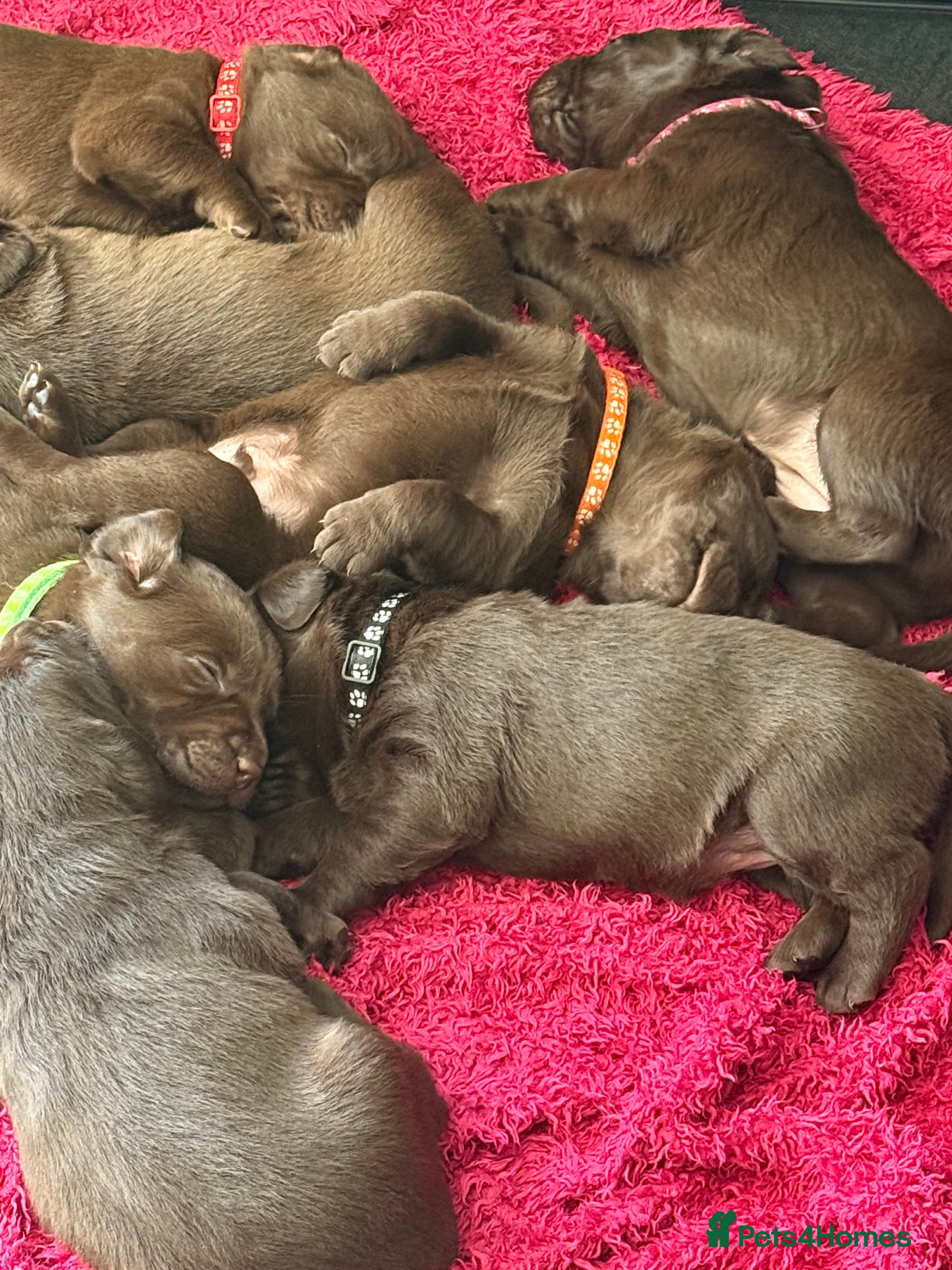 Labrador Retriever dogs Extensively Health Tested Chocolates  - Advert 8