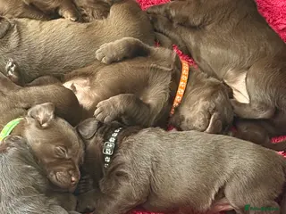 Labrador Retriever dogs Extensively Health Tested Chocolates - Advert 8