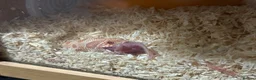 Snake reptiles for sale: Male Albino Conda Western Hognose Snake - Advert 5