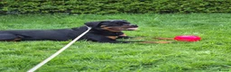 Rottweiler dogs for sale: 11 month old german rottweiler  - Advert 4