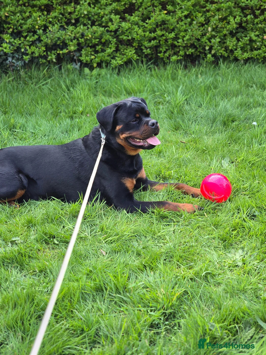 Rottweiler dogs for sale: 11 month old german rottweiler  - Advert 4